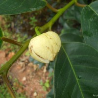 Annona glabra L.